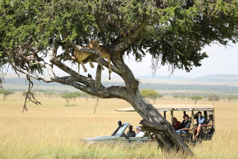 Game drive by Cottars safaris