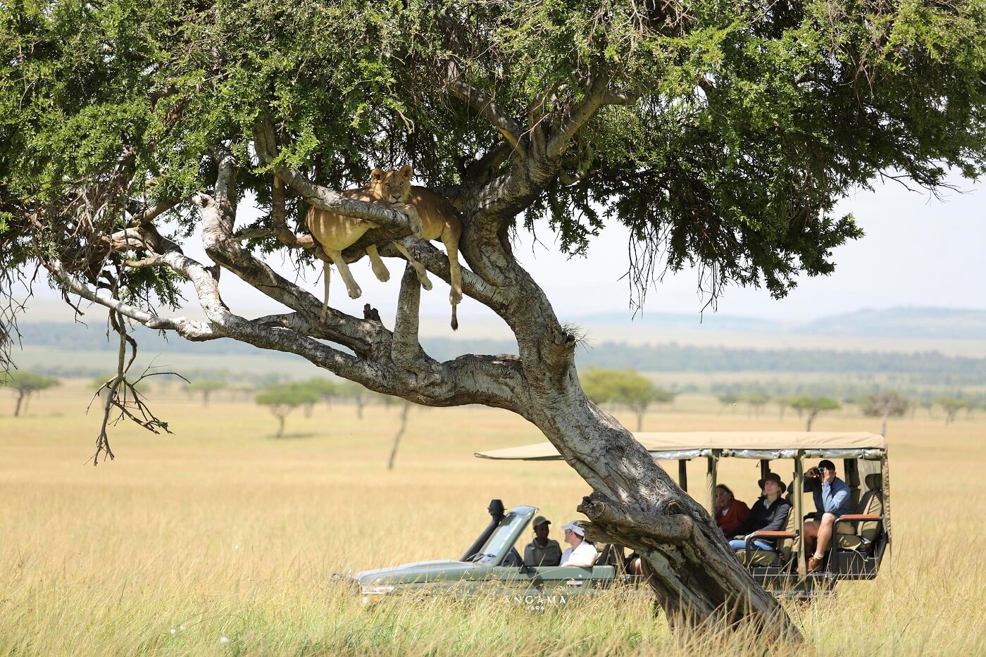 Game drive by Cottars safaris
