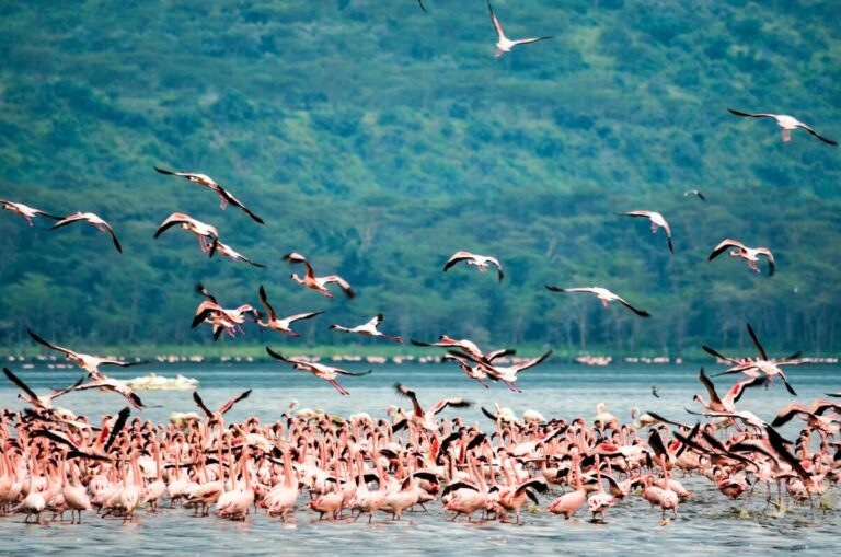 Flamingoes in Lake Nakuru