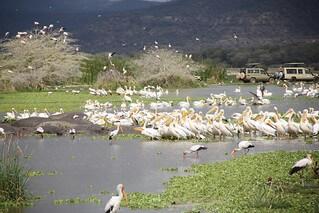 Birds in Lake Manyara