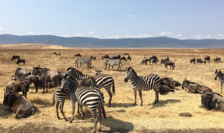 Wildlife in Mara Reserve