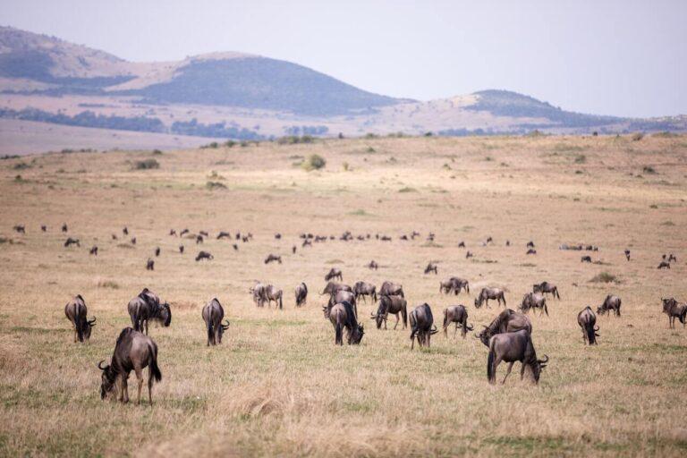 Wildebeest in Serengeti