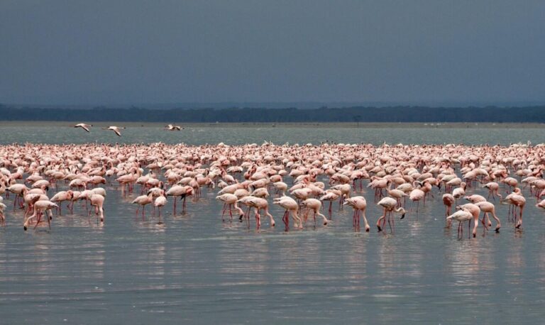 Flamingos in Lake Nakuru